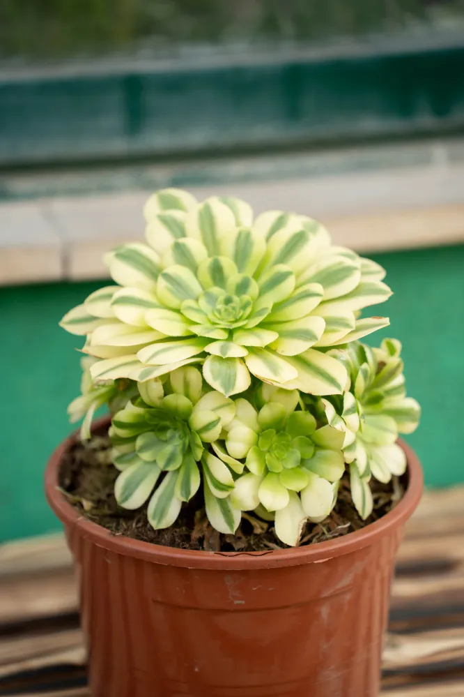 Aeonium Arboreum - Vaso ø 20 cm