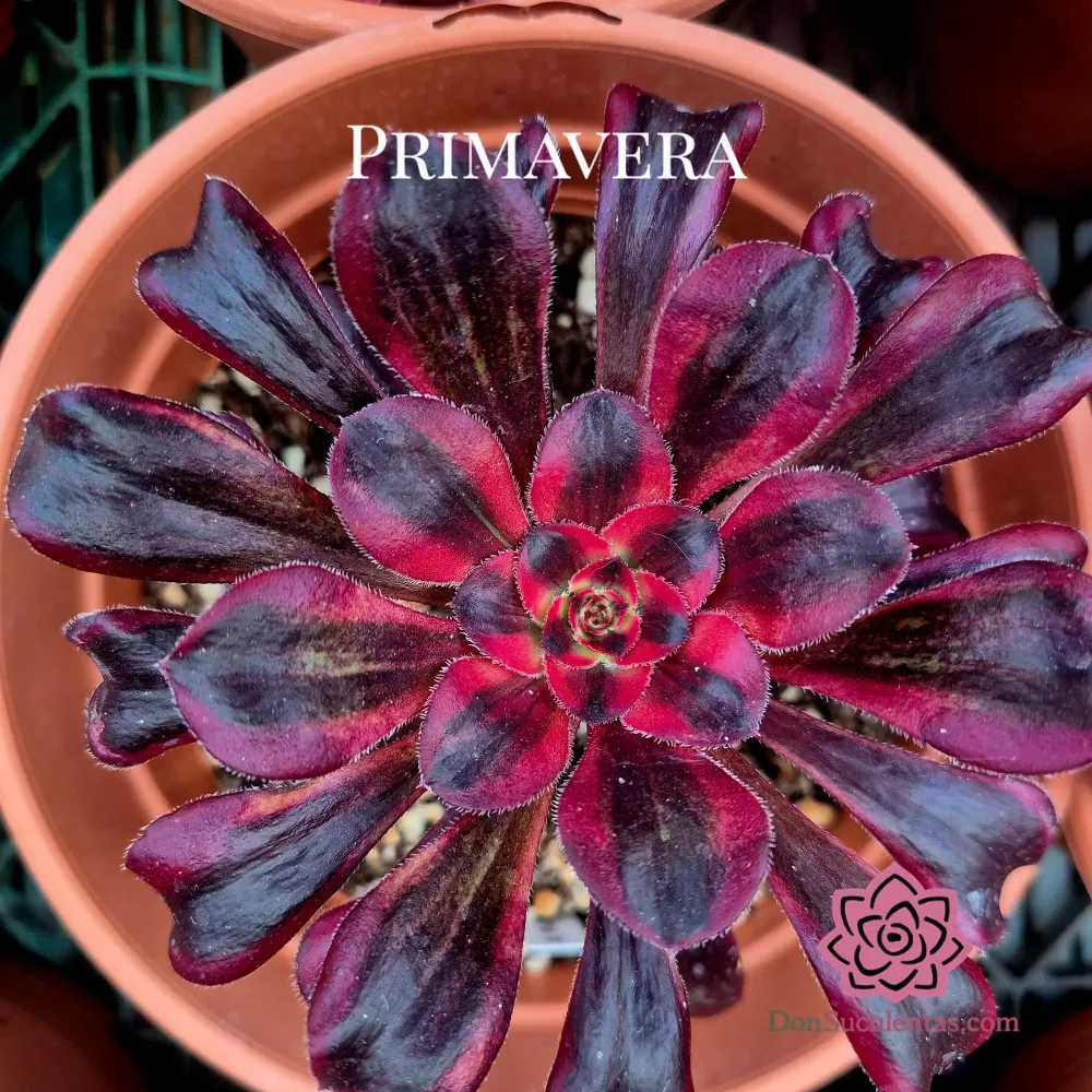 Aeonium "Fire Kirin" variegato