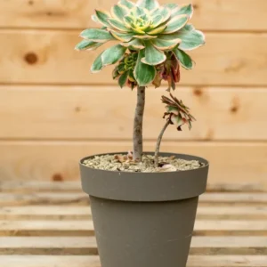 Aeonium 'Sunburst' - Vaso ø 20 cm