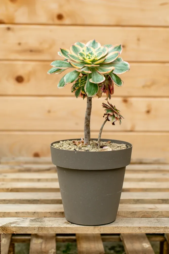 Aeonium 'Sunburst' - Vaso ø 20 cm