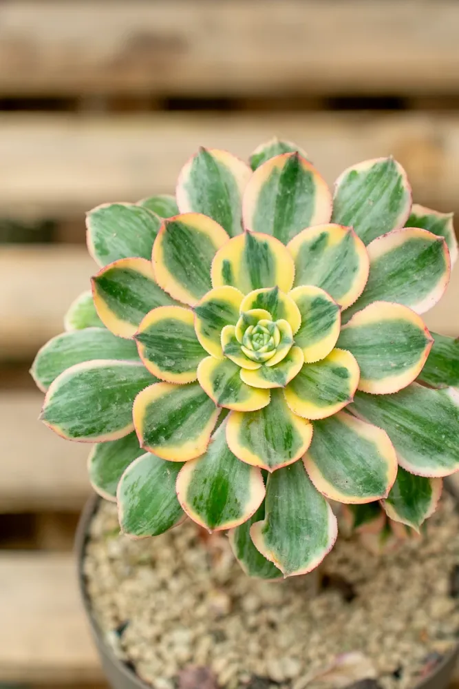 Aeonium 'Sunburst' - Vaso ø 20 cm