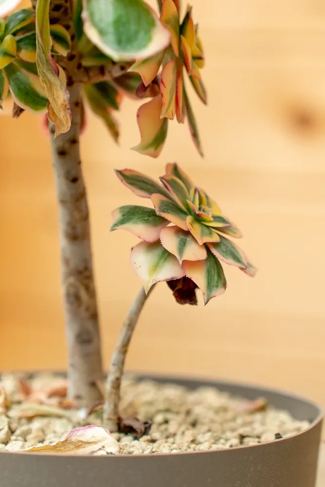 Aeonium 'Sunburst' - Vaso ø 20 cm