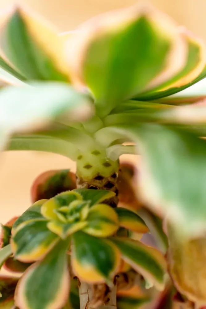 Aeonium 'Sunburst' - Vaso ø 20 cm