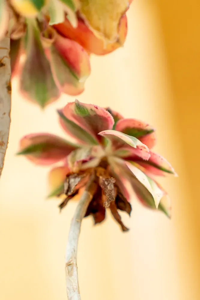 Aeonium 'Sunburst' - Vaso ø 20 cm