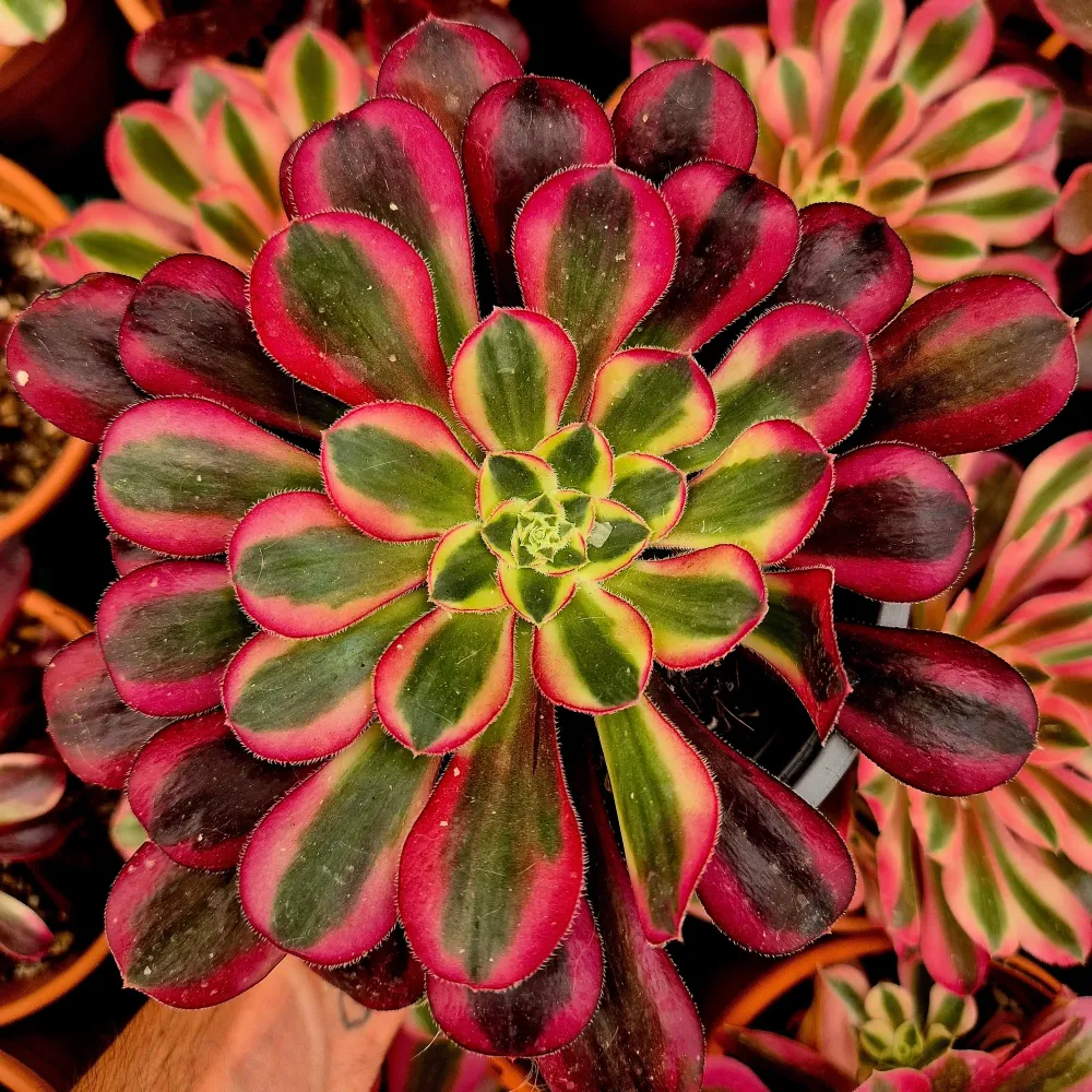 <tc>Aeonium "Moon water"</tc> variegata