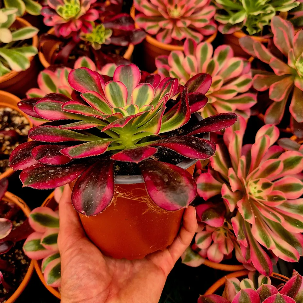 Aeonium "Moon water" variegata