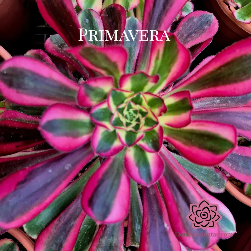 Aeonium "Moon water" variegata