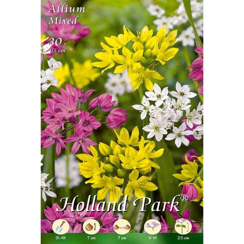 Allium Mixed - Confezione 10 Bulbi
