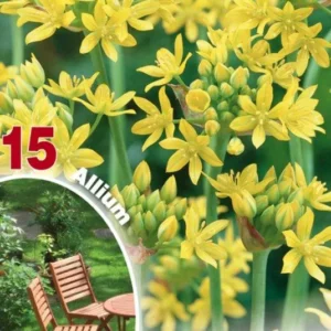 Allium Moly - Confezione da 15 bulbi