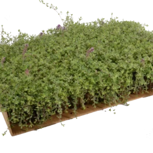 Prato di Thymus ciliatus