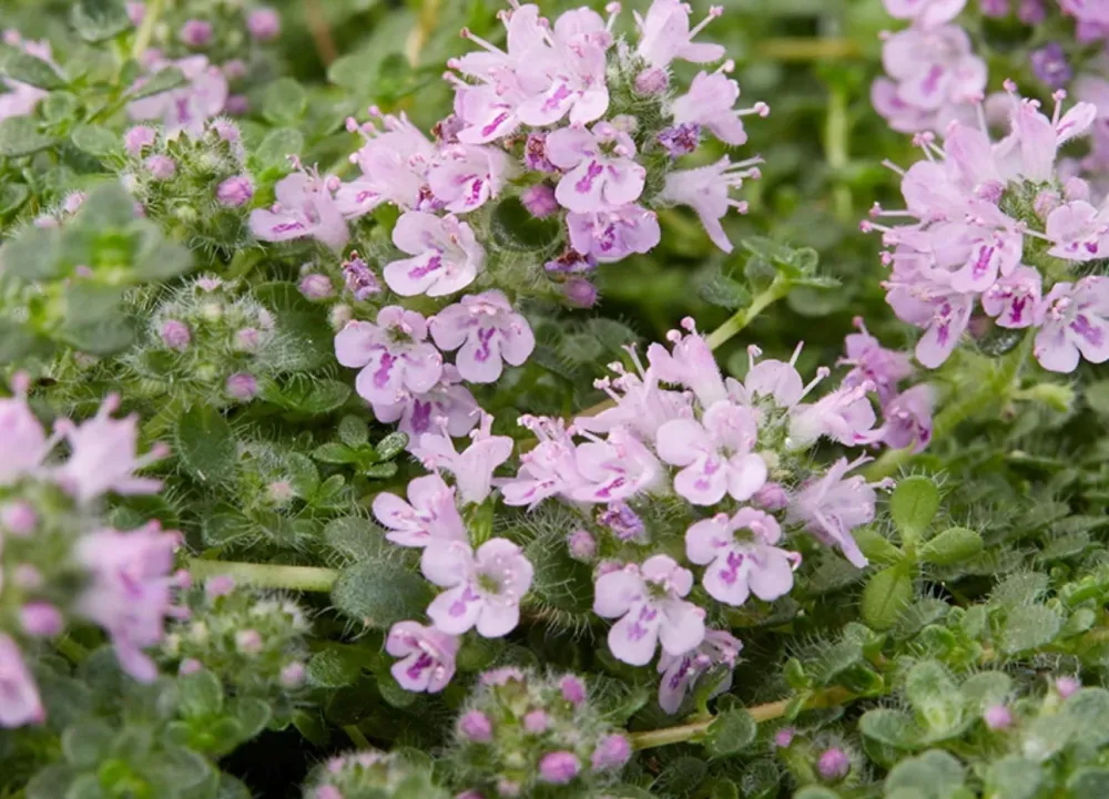 Prato di Thymus serpyllum 'Elfin'