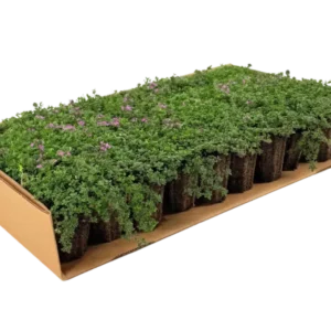 Prato di Thymus serpyllum 'Magic Carpet'