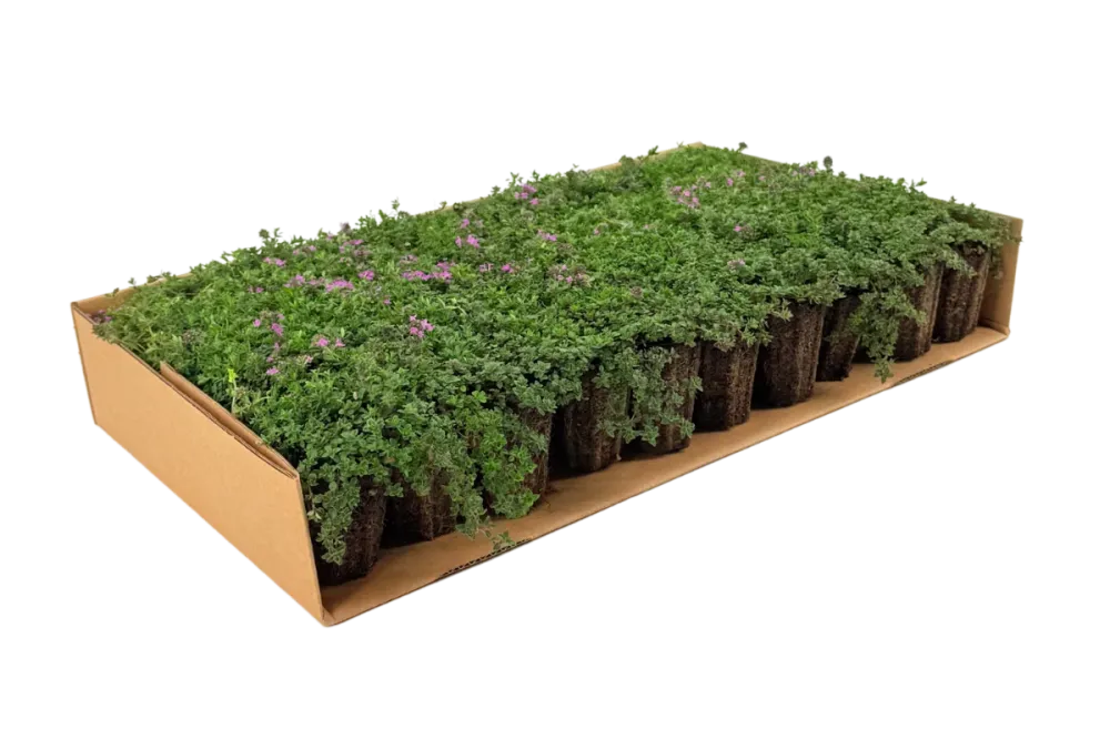 Prato di Thymus serpyllum 'Magic Carpet'