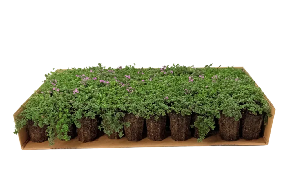 Prato di Thymus serpyllum 'Magic Carpet'