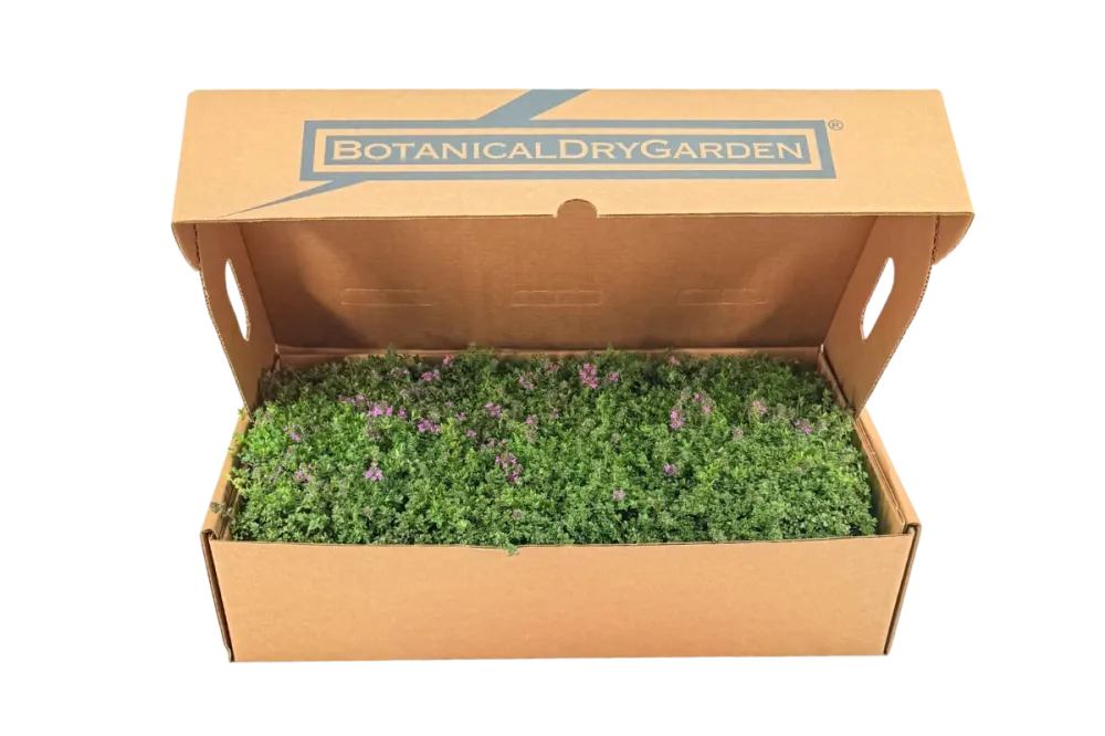 Prato di Thymus serpyllum 'Magic Carpet'
