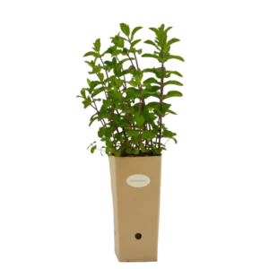 Calamintha nepeta