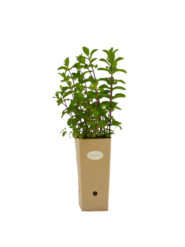 Calamintha nepeta
