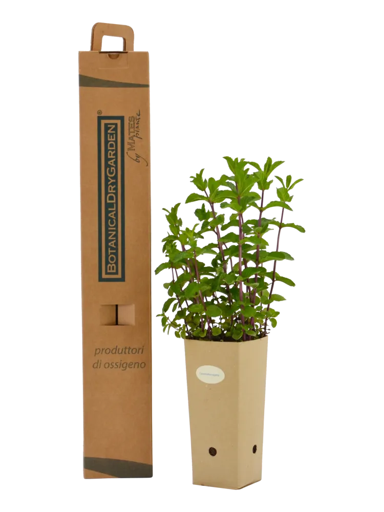 Calamintha nepeta