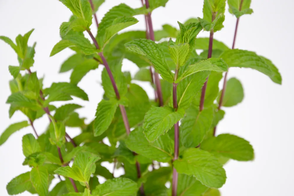Calamintha nepeta