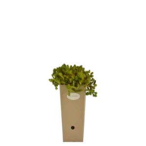 Sedum sexangulare