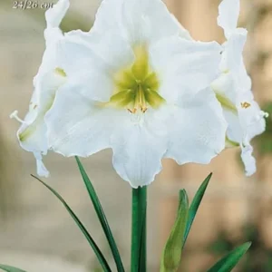 Amaryllis Bianco (Hippeastrum) - 1 Bulbo