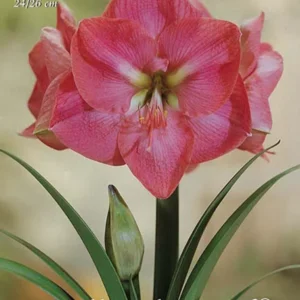 Amaryllis Rosa (Hippeastrum) - 1 Bulbo