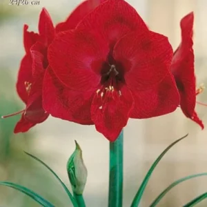 Amaryllis Rosso (Hippeastrum) - 1 Bulbo