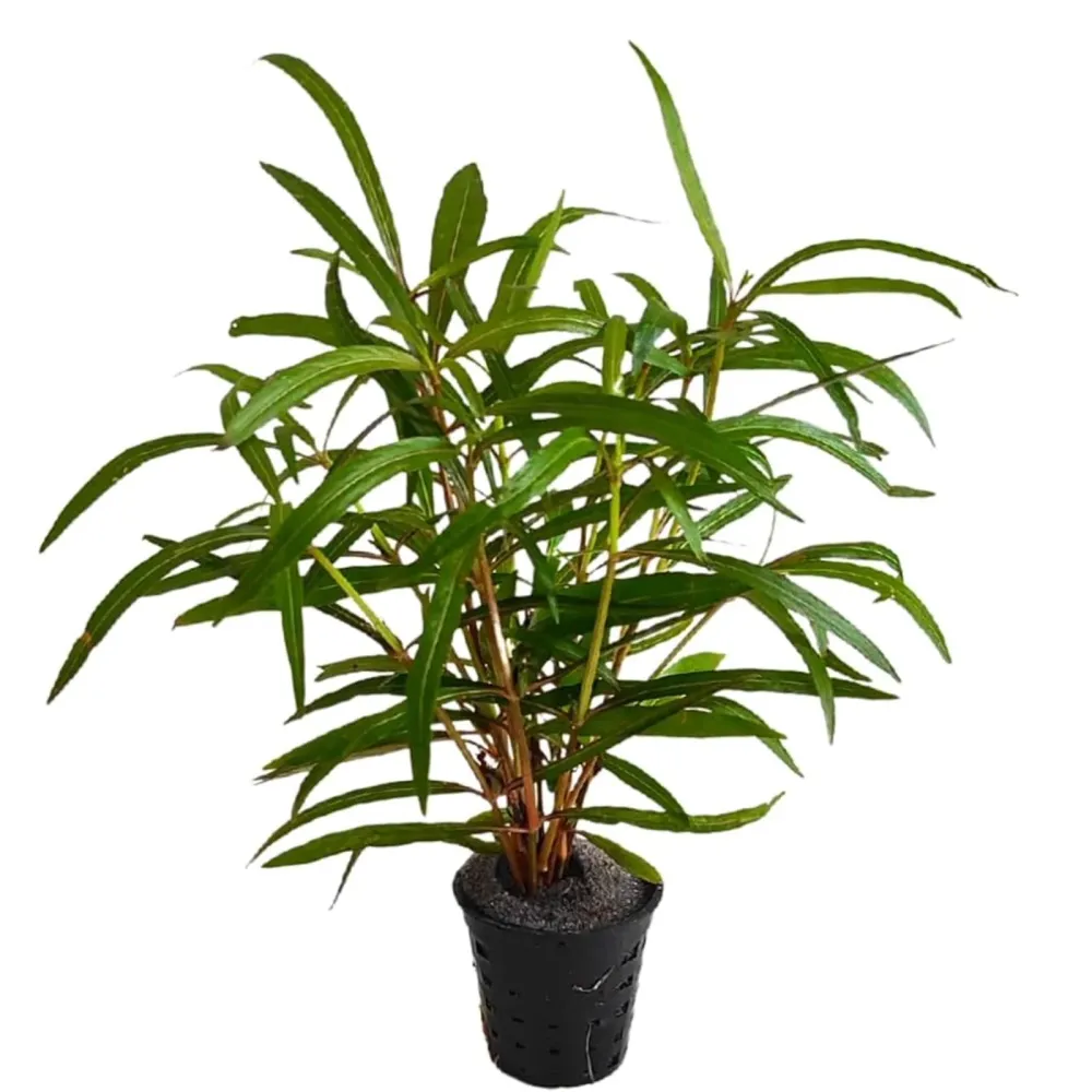 Hygrophila sp. Tiger (vitro)