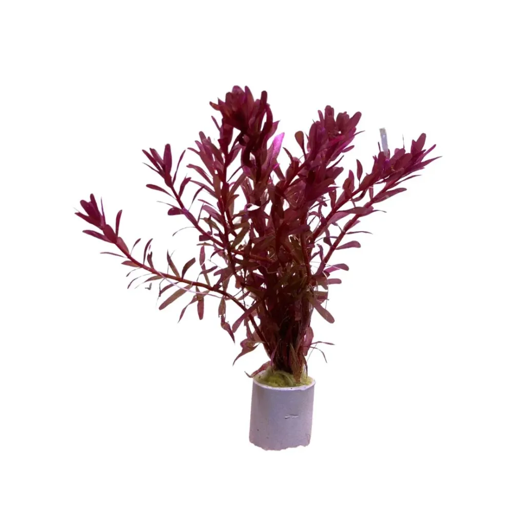 Rotala blood red