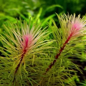 Rotala sp. Vietnam