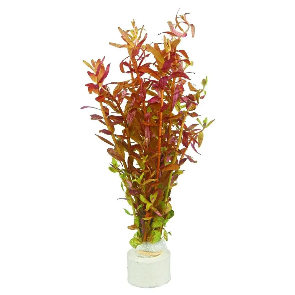 Rotala yao yai