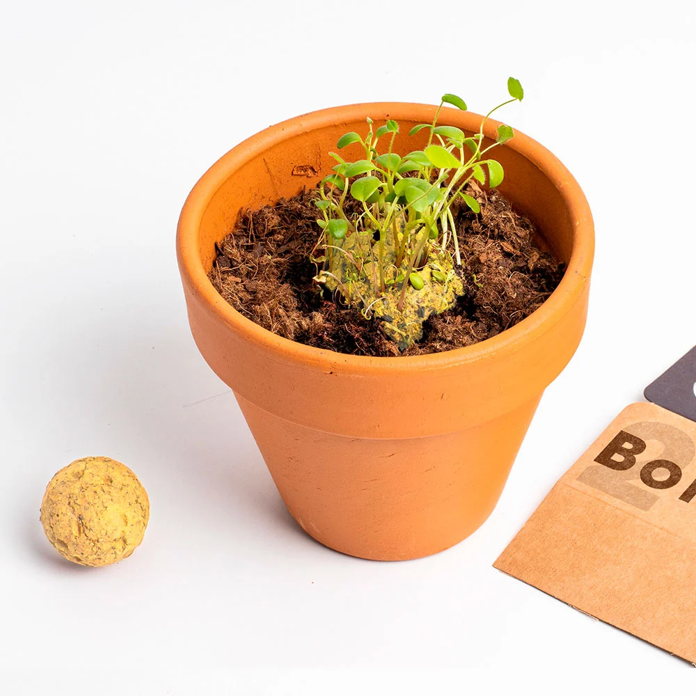 Box da 2 Bombe di Semi "Salviamo le Api" per la Biodiversità
