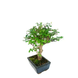 Bonsai Carmona piccolo