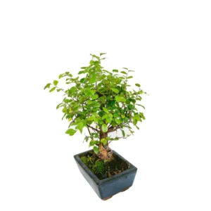 Bonsai Ciliegio Piccolo