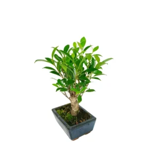 Bonsai Ficus Piccolo