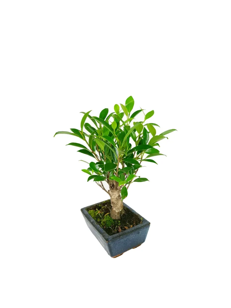 Bonsai Ficus Piccolo