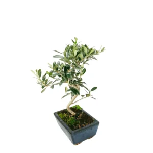 Bonsai Olivo Piccolo