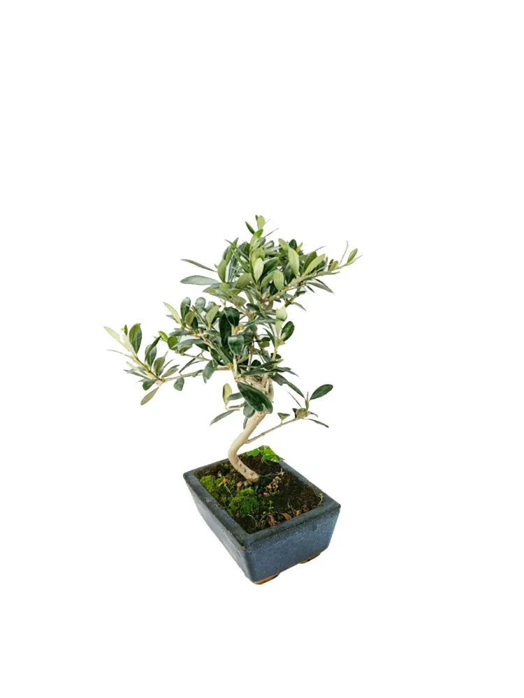 Bonsai Olivo Piccolo