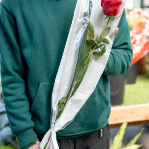 1 Rosa Romantica Rossa