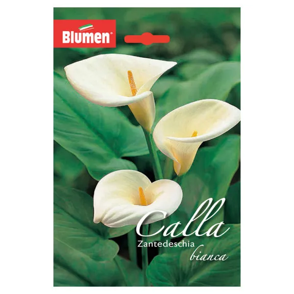 Calla Zantedeschia Bianca