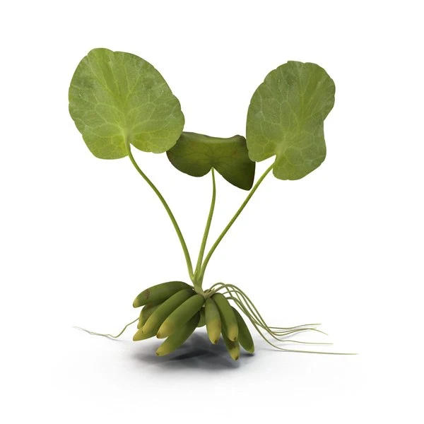 Nymphoides aquatica (pianta banana)