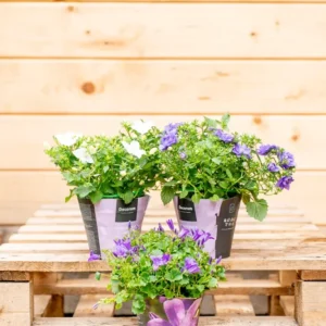 Campanula Portenschlagiana