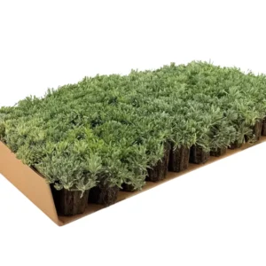 Prato di Antennaria dioica 'Rubra'