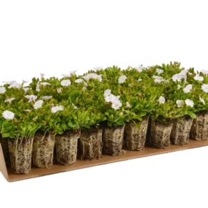 Prato di Falkia repens
