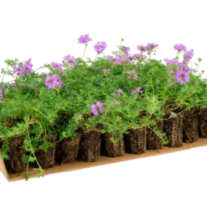 Prato di Verbena hybrida