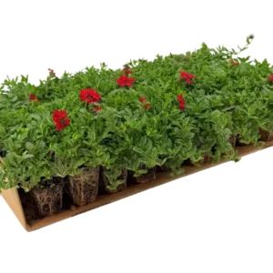 Prato di Verbena peruviana