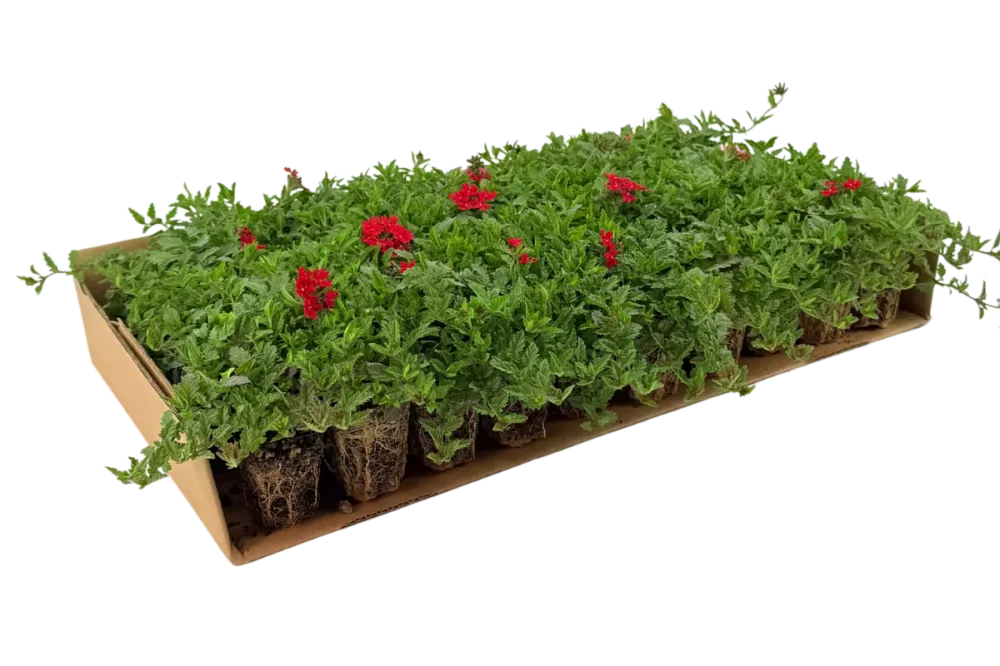 Prato di Verbena peruviana
