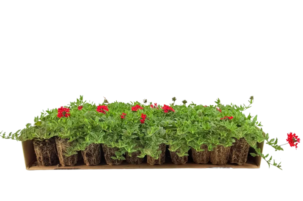 Prato di Verbena peruviana