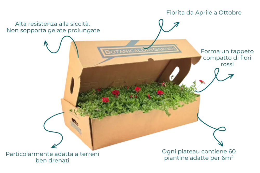 Prato di Verbena peruviana
