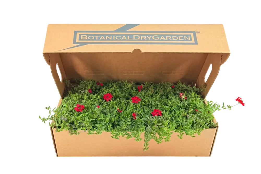 Prato di Verbena peruviana